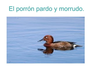 El porrón pardo y morrudo. 