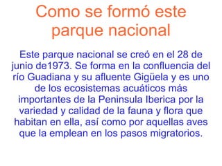 Como se formó este parque nacional Este parque nacional se creó en el 28 de junio de1973. Se forma en la confluencia del río Guadiana y su afluente Gigüela y es uno de los ecosistemas acuáticos más importantes de la Peninsula Iberica por la variedad y calidad de la fauna y flora que habitan en ella, así como por aquellas aves que la emplean en los pasos migratorios. 
