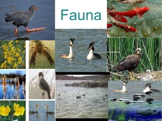 Fauna 