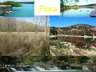 Flora 