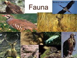 Fauna 