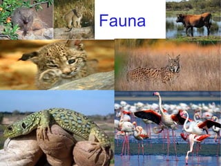 Fauna 