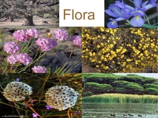 Flora 