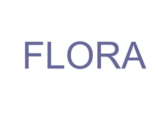 FLORA 