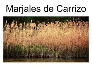 Marjales de Carrizo 