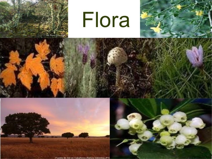 Resultado de imagen de flora tablas de daimiel