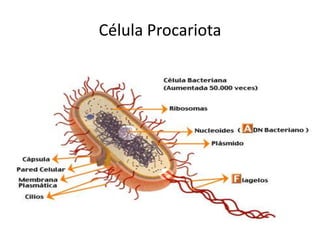 Célula Procariota
 