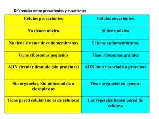 Diferencias entre procariontes y eucariontes
Células procariontes Células eucariontes
No tienen núcleo Sí tiene núcleo
No tiene sistema de endomembranas Sí tiene endomembranas
Tiene ribosomas pequeños Tiene ribosomas grandes
ADN circular desnudo (sin proteínas) ADN linear asociado a proteínas
Sin organelas. Sin mitocondria o
cloroplastos
Tiene organelas en general
Tiene pared celular (no es de celulosa) Los vegetales tienen pared de
celulosa
 