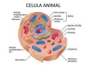 CELULA ANIMAL
 