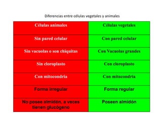 Diferencias entre células vegetales y animales
Células animales Células vegetales
Sin pared celular Con pared celular
Sin vacuolas o son chiquitas Con Vacuolas grandes
Sin cloroplasto Con cloroplasto
Con mitocondria Con mitocondria
Forma irregular Forma regular
No posee almidón, a veces
tienen glucógeno
Poseen almidón
 