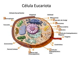 Célula Eucariota
 