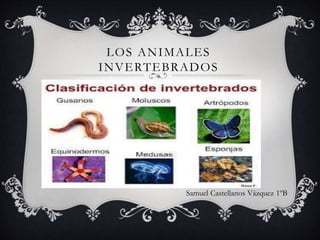 LOS ANIMALES
INVERTEBRADOS
Samuel Castellanos Vázquez 1ºB
 