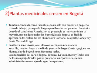 2)Plantas medicinales cresen en Bogotá
 También conocida como Picantilla ,basta solo con probar un pequeño
  trozo de la hoja, para que la lengua perciba el sabor picante. Endémica
  de todo el continente Americano; su presencia es muy común en la
  mayoría, por no decir todos los humedales de Bogotá, es fácil de
  apreciar en las orillas del los Humedales Córdoba, Guayarla, Conejera y
  Santa María del Lago.
 Sus flores son vistosas, azul claro o violeta, con una mancha
  amarilla, pueden llegar a medir de 4-11 cm de largo (Gusta 1995), en los
  Humedales de Bogotá no es frecuente verlas.
  Los humedales del sur de Bogotá, Tebaica, La Vaca, Burro y Techo son
  de los más perjudicados por su presencia, en épocas de ausencia
  administrativa sus espejos de agua desaparecen.
 
