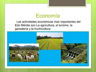 Economía
Las actividades económicas mas importantes del
Edo Mérida son La agricultura, el turismo, la
ganadería y la truchicultura.
 