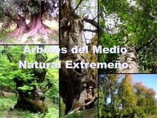 Árboles del Medio
Natural Extremeño.
 