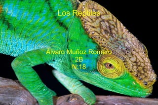 Los Reptiles
Álvaro Muñoz Romero
2B
N:18
 