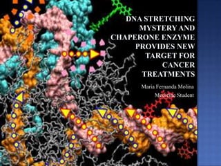 DNA Stretching Mystery and     Chaperone Enzyme Provides new  Target for Cancer Treatments  María Fernanda Molina Medicine Student 