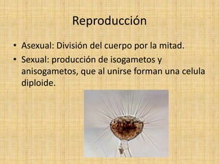Reproducción
• Asexual: División del cuerpo por la mitad.
• Sexual: producción de isogametos y
  anisogametos, que al unir...