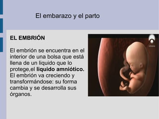 El embarazo y el parto


EL EMBRIÓN

El embrión se encuentra en el
interior de una bolsa que está
llena de un liquido que lo
protege,el liquido amniótico.
El embrión va creciendo y
transformándose: su forma
cambia y se desarrolla sus
órganos.
 
