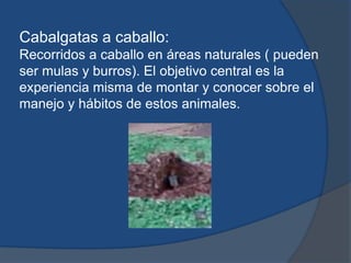 Cabalgatas a caballo:
Recorridos a caballo en áreas naturales ( pueden
ser mulas y burros). El objetivo central es la
experiencia misma de montar y conocer sobre el
manejo y hábitos de estos animales.
 