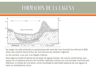 Su origen ha sido atribuido a oscilaciones del nivel del mar durante los últimos 5.000
años, por avance hacia el Sur de un...