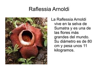 Raflessia Arnoldi ,[object Object]