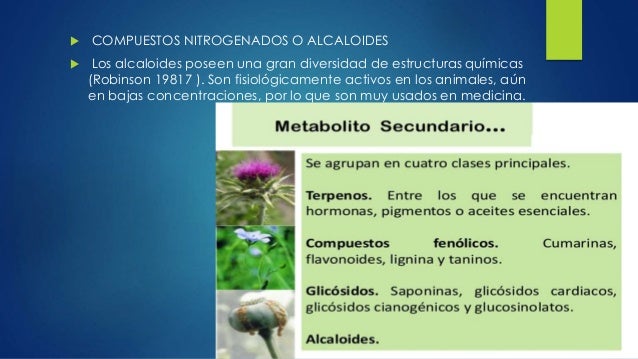 La mejor manera tu cura Alimentos para bajar de peso rapido