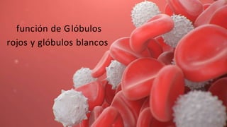 función de Glóbulos
rojos y glóbulos blancos
 