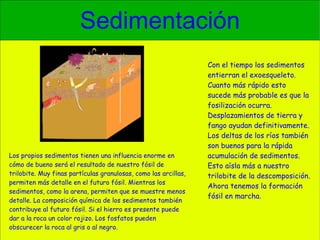 Sedimentación Con el tiempo los sedimentos entierran el exoesqueleto. Cuanto más rápido esto sucede más probable es que la fosilización ocurra. Desplazamientos de tierra y fango ayudan definitivamente. Los deltas de los ríos también son buenos para la rápida acumulación de sedimentos. Esto aísla más a nuestro trilobite de la descomposición. Ahora tenemos la formación fósil en marcha. Los propios sedimentos tienen una influencia enorme en cómo de bueno será el resultado de nuestro fósil de trilobite. Muy finas partículas granulosas, como las arcillas, permiten más detalle en el futuro fósil. Mientras los sedimentos, como la arena, permiten que se muestre menos detalle. La composición química de los sedimentos también contribuye al futuro fósil. Si el hierro es presente puede dar a la roca un color rojizo. Los fosfatos pueden obscurecer la roca al gris o al negro. 