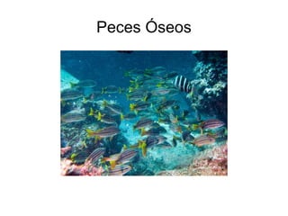 Peces Óseos
 