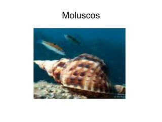 Moluscos
 