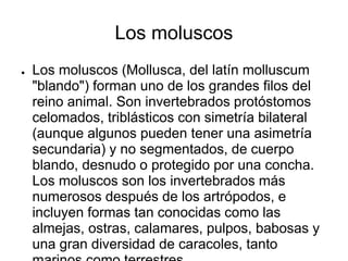 Los moluscos
● Los moluscos (Mollusca, del latín molluscum
"blando") forman uno de los grandes filos del
reino animal. Son invertebrados protóstomos
celomados, triblásticos con simetría bilateral
(aunque algunos pueden tener una asimetría
secundaria) y no segmentados, de cuerpo
blando, desnudo o protegido por una concha.
Los moluscos son los invertebrados más
numerosos después de los artrópodos, e
incluyen formas tan conocidas como las
almejas, ostras, calamares, pulpos, babosas y
una gran diversidad de caracoles, tanto
 