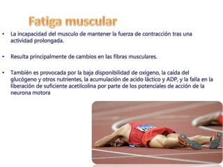 • La incapacidad del musculo de mantener la fuerza de contracción tras una 
actividad prolongada. 
• Resulta principalmente de cambios en las fibras musculares. 
• También es provocada por la baja disponibilidad de oxigeno, la caída del 
glucógeno y otros nutrientes, la acumulación de acido láctico y ADP, y la falla en la 
liberación de suficiente acetilcolina por parte de los potenciales de acción de la 
neurona motora 
 