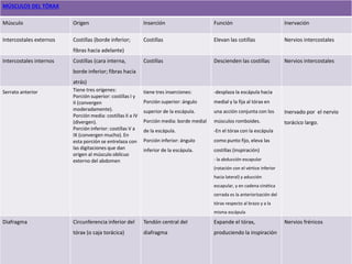 MÚSCULOS DEL TÓRAX 
Músculo Origen Inserción Función Inervación 
Intercostales externos Costillas (borde inferior; 
fibras hacia adelante) 
Costillas Elevan las cotillas Nervios intercostales 
Intercostales internos Costillas (cara interna, 
borde inferior; fibras hacia 
atrás) 
Costillas Descienden las costillas Nervios intercostales 
Serrato anterior Tiene tres orígenes: 
Porción superior: costillas I y 
II (convergen 
moderadamente). 
Porción media: costillas II a IV 
(divergen). 
Porción inferior: costillas V a 
IX (convergen mucho). En 
esta porción se entrelaza con 
las digitaciones que dan 
origen al músculo oblícuo 
externo del abdomen 
tiene tres inserciones: 
Porción superior: ángulo 
superior de la escápula. 
Porción media: borde medial 
de la escápula. 
Porción inferior: ángulo 
inferior de la escápula. 
-desplaza la escápula hacia 
medial y la fija al tórax en 
una acción conjunta con los 
músculos romboides. 
-En el tórax con la escápula 
como punto fijo, eleva las 
costillas (inspiración) 
- la abducción escapular 
(rotación con el vértice inferior 
hacia lateral) y aducción 
escapular, y en cadena cinética 
cerrada es la anteriorización del 
tórax respecto al brazo y a la 
misma escápula 
Inervado por el nervio 
torácico largo. 
Diafragma Circunferencia inferior del 
tórax (o caja torácica) 
Tendón central del 
diafragma 
Expande el tórax, 
produciendo la inspiración 
Nervios frénicos 
 