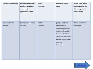 Transverso del abdomen Costillas (seis ultimas) 
Coxales (cresta iliaca, 
arco crural) 
Aponeurosis lumbar 
Pubis 
Línea alba 
Igual que el oblicuo 
mayor 
Últimos cinco nervios 
intercostales; nervios 
abdominogenitales, 
mayor y menor 
Recto anterior del 
abdomen 
Coxales (pubis y sínfisis 
del pubis) 
Costillas 
Esternón 
Igual que el oblicuo 
mayor; como los 
músculos abdominales 
comprimen la cavidad 
abdominal, facilitan los 
esfuerzos, la defecación, 
la espiración forzada, el 
parto, etc. 
Flexiona el tronco 
Últimos seis nervios 
intercostales 
siguiente 
 