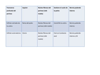 Transverso 
profundo del 
perineo 
Isquion Núcleo fibroso del 
perineo (rafe 
medio) 
Sostiene el suelo de 
la pelvis 
Nervio pudendo 
interno 
Esfínter estriado de 
la uretra 
Rama del pubis Núcleo fibroso del 
perineo (rafe medio) 
Constriñe la uretra Nervio pudendo 
interno 
Esfínter anal externo Cóccix Núcleo fibroso del 
perineo (rafe 
medio) 
Cierra el conducto 
anal 
Nervio pudendo 
interno y S4 
 