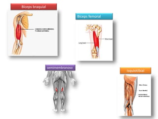 Bíceps braquial 
Bíceps femoral 
semimembranoso 
isquiotibial 
 