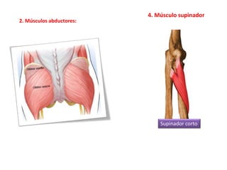 4. Músculo supinador 
2. Músculos abductores: 
Supinador corto 
 