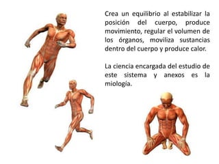 Crea un equilibrio al estabilizar la 
posición del cuerpo, produce 
movimiento, regular el volumen de 
los órganos, moviliza sustancias 
dentro del cuerpo y produce calor. 
La ciencia encargada del estudio de 
este sistema y anexos es la 
miología. 
 