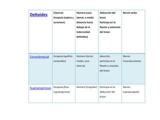 Deltoides Clavícula 
Escapula (espina y 
acromion) 
Húmero (cara 
lateral, a media 
distancia hacia 
debajo de la 
tuberosidad 
deltoidea) 
Abducción del 
brazo 
Participa en la 
flexión y extensión 
del brazo 
Nervio axilar 
Coracobraquial Escapula (apófisis 
coracoides) 
Húmero (tercio 
medio, cara 
interna) 
Aducción; 
participa en la 
flexión y rotación 
del brazo 
Nervio 
musculocutaneo 
Supraespinoso Escapula (fosa 
supraespinosa) 
Húmero (troquíter) Participa en la 
abducción del 
brazo 
Nervio 
supraescapular 
 