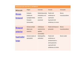 MÚSCULOS QUE MUEVEN EL ANTEBRAZO 
Músculo Origen Inserción Función Inervación 
Bíceps 
braquial 
Escápula 
(tubérculo 
supragenoideo) 
Escapula 
(coracoides) 
Radio(tuberosida 
d bicipital, en el 
extremo 
proximal) 
Flexión del 
antebrazo en 
supinación 
Supinación del 
antebrazo y la mano 
Nervio 
musculocutáneo 
Braquial 
anterior 
Húmero (mitad 
distal, cara 
anterior) 
Cúbito(cara 
anterior de la 
apófisis 
coronoides) 
Flexión del brazo en 
pronación 
Nervio 
musculocutáneo 
Supinador 
largo 
Húmero (sobre el 
epicóndilo) 
Radio(apófisis 
estiloides) 
Flexión del 
antebrazo en 
semipronación o 
semisupinación; 
supinación del 
antebrazo y la mano 
Nervio radial 
 