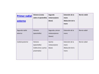 Primer radial 
externo 
Húmero (cresta 
sobre el epicóndilo) 
Segundo 
metarcarpiano 
(base) 
Extensión de la 
mano 
Abducción de la 
mano 
Nervio radial 
Segundo radial 
externo 
Húmero 
(epicóndilo) 
Segundo y tercer 
metacarpianos 
(bases) 
Extensión de la 
mano 
Nervio radial 
Cubital posterior Húmero 
(epicóndilo) 
Cúbito (tres cuartos 
proximales) 
Quinto 
metacarpiano 
(base) 
Extensión de la 
mano 
Abducción de la 
mano 
Nervio radial 
 