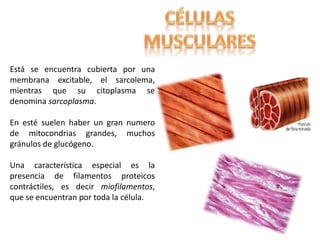 Está se encuentra cubierta por una 
membrana excitable, el sarcolema, 
mientras que su citoplasma se 
denomina sarcoplasma. 
En esté suelen haber un gran numero 
de mitocondrias grandes, muchos 
gránulos de glucógeno. 
Una característica especial es la 
presencia de filamentos proteicos 
contráctiles, es decir miofilamentos, 
que se encuentran por toda la célula. 
 
