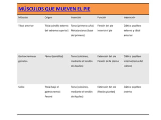 MÚSCULOS QUE MUEVEN EL PIE 
Músculo Origen Inserción Función Inervación 
Tibial anterior Tibia (cóndilo externo 
del extremo superior) 
Tarso (primera cuña) 
Metatarsianos (base 
del primero) 
Flexión del pie 
Invierte el pie 
Ciático poplíteo 
externo y tibial 
anterior 
Gastrocnemio o 
gemelos 
Fémur (cóndilos) Tarso (calcáneo, 
mediante el tendón 
de Aquiles) 
Extensión del pie 
Flexión de la pierna 
Ciático poplíteo 
interno (rama del 
ciático) 
Soleo Tibia (bajo el 
gastrocnemio) 
Peroné 
Tarso (calcáneo, 
mediante el tendón 
de Aquiles) 
Extensión del pie 
(flexión plantar) 
Ciático poplíteo 
interno 
 