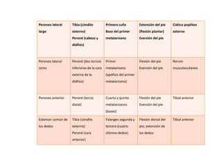 Peroneo lateral 
largo 
Tibia (cóndilo 
externo) 
Peroné (cabeza y 
diáfisis) 
Primera cuña 
Base del primer 
metatarsiano 
Extensión del pie 
(flexión plantar) 
Eversión del pie 
Ciático poplíteo 
externo 
Peroneo lateral 
corto 
Peroné (dos tercios 
inferiores de la cara 
externa de la 
diáfisis) 
Primer 
metatarsiano 
(apófisis del primer 
metatarsiano) 
Flexión del pie 
Eversión del pie 
Nervio 
musculocutáneo 
Peroneo anterior Peroné (tercio 
distal) 
Cuarto y quinto 
metatarsianos 
(bases) 
Flexión del pie 
Eversión del pie 
Tibial anterior 
Extensor común de 
los dedos 
Tibia (cóndilo 
externo) 
Peroné (cara 
anterior) 
Falanges segunda y 
tercera (cuatro 
últimos dedos) 
Flexión dorsal del 
pie; extensión de 
los dedos 
Tibial anterior 
 