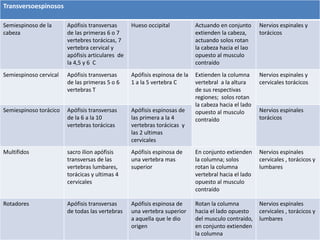 Transversoespinosos 
Semiespinoso de la 
cabeza 
Apófisis transversas 
de las primeras 6 o 7 
vertebres torácicas, 7 
vertebra cervical y 
apófisis articulares de 
la 4,5 y 6 C 
Hueso occipital Actuando en conjunto 
extienden la cabeza, 
actuando solos rotan 
la cabeza hacia el lao 
opuesto al musculo 
contraído 
Nervios espinales y 
torácicos 
Semiespinoso cervical Apófisis transversas 
de las primeras 5 o 6 
vertebras T 
Apófisis espinosa de la 
1 a la 5 vertebra C 
Extienden la columna 
vertebral a la altura 
de sus respectivas 
regiones; solos rotan 
la cabeza hacia el lado 
opuesto al musculo 
contraído 
Nervios espinales y 
cervicales torácicos 
Semiespinoso torácico Apófisis transversas 
de la 6 a la 10 
vertebras torácicas 
Apófisis espinosas de 
las primera a la 4 
vertebras torácicas y 
las 2 ultimas 
cervicales 
Nervios espinales 
torácicos 
Multifidos sacro ilion apófisis 
transversas de las 
vertebras lumbares, 
torácicas y ultimas 4 
cervicales 
Apófisis espinosa de 
una vertebra mas 
superior 
En conjunto extienden 
la columna; solos 
rotan la columna 
vertebral hacia el lado 
opuesto al musculo 
contraído 
Nervios espinales 
cervicales , torácicos y 
lumbares 
Rotadores Apófisis transversas 
de todas las vertebras 
Apófisis espinosa de 
una vertebra superior 
a aquella que le dio 
origen 
Rotan la columna 
hacia el lado opuesto 
del musculo contraído, 
en conjunto extienden 
la columna 
Nervios espinales 
cervicales , torácicos y 
lumbares 
 