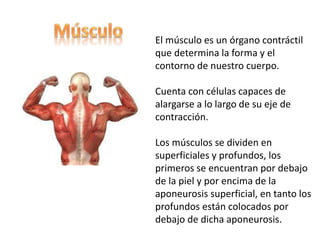 El músculo es un órgano contráctil 
que determina la forma y el 
contorno de nuestro cuerpo. 
Cuenta con células capaces de 
alargarse a lo largo de su eje de 
contracción. 
Los músculos se dividen en 
superficiales y profundos, los 
primeros se encuentran por debajo 
de la piel y por encima de la 
aponeurosis superficial, en tanto los 
profundos están colocados por 
debajo de dicha aponeurosis. 
 