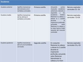 Escalenos 
Escaleno anterior Apófisis transversas 
de la tercera a la 6 
vertebras cervicales 
Primera costilla Nervios espinales 
cervicales C5 -C6 
Escaleno medio Apófisis transversas 
de las ultimas 6 
vertebras cervicales 
Primera costilla Nervios espinales 
cervicales C3-C8 
Escaleno posterior Apófisis transversas 
de la 4 a la 6 vertebras 
cervicales 
Segunda costilla En conjunto 
flexionan la cabeza 
y elevan la 2 costilla 
durante la 
inspiración 
profunda; actuando 
solos flexionan 
lateralmete la 
cabeza y la rotan 
Nervios espinales 
cervicales C6 y C8 
Actuando juntos 
musculos escalenos 
anteriores derecho e 
izquierdo y los 
escalenos medios 
flexionan la cabeza y 
elevan la 1 costilla 
durante la 
inspiracion profunda; 
actuando solos 
flexionan la cabeza y 
la rotan hacia el lado 
opuesto del musculo 
contraído 
 