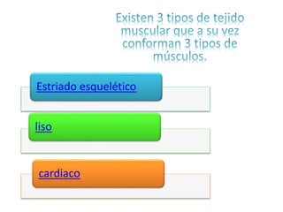 Estriado esquelético 
liso 
cardiaco 
 