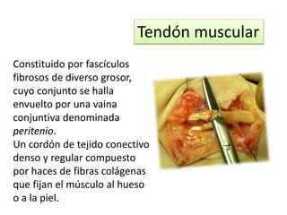 Tendón muscular 
Constituido por fascículos 
fibrosos de diverso grosor, 
cuyo conjunto se halla 
envuelto por una vaina 
conjuntiva denominada 
peritenio. 
Un cordón de tejido conectivo 
denso y regular compuesto 
por haces de fibras colágenas 
que fijan el músculo al hueso 
o a la piel. 
 